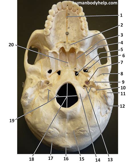 Skull – Inferior View – Human Body Help