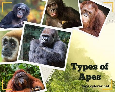 Types of Apes | Gibbons | Gorillas | Orangutans | Chimp | Bonobos