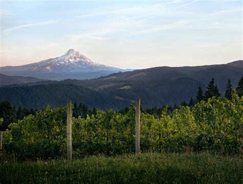 15 OUTSTANDING Oregon Wineries (Helpful Local's Guide)