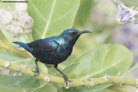 Purple Sunbird - male | Purple Sunbird - male | Flickr