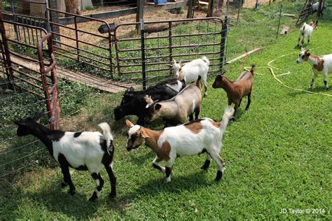 Fainting Goats - Wild Acres Farm