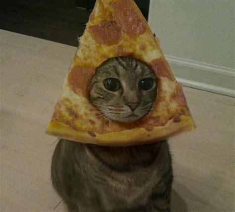 is it a pizza cat? is it a cat pizza? : r/FunnyAnimals