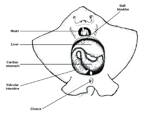 Anatomy Of A Stingray - Anatomical Charts & Posters