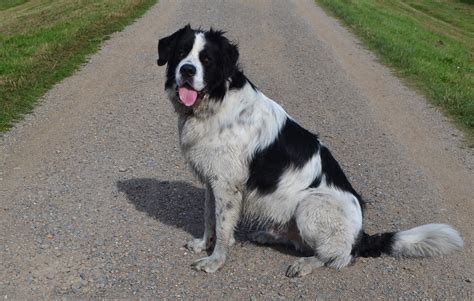 Newfoundland Saint Bernard Mix Breed Information