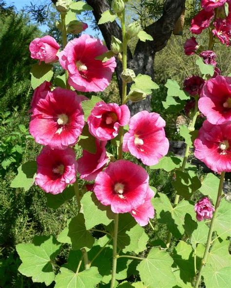 Hollyhock - Alcea - Powerful Perennials