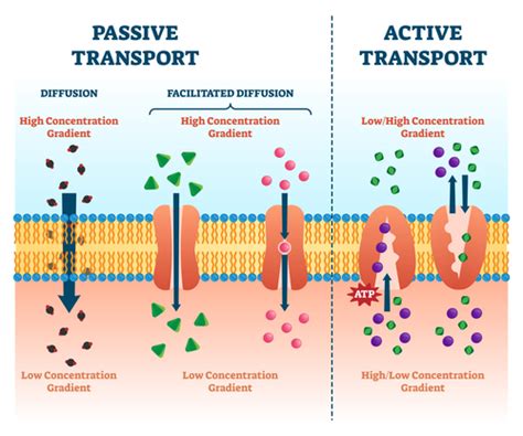 Active transport