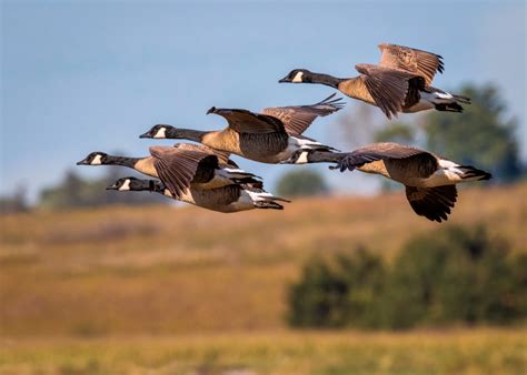 "Geese Migration"