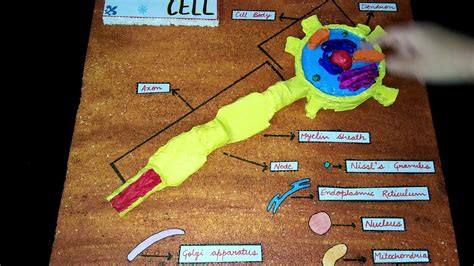 3D MODEL OF HUMAN NEURON OR NERVE CELL - YouTube