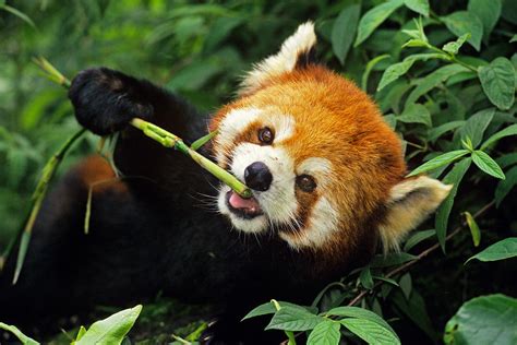 Red Panda Photograph by Thomas And Pat Leeson - Pixels