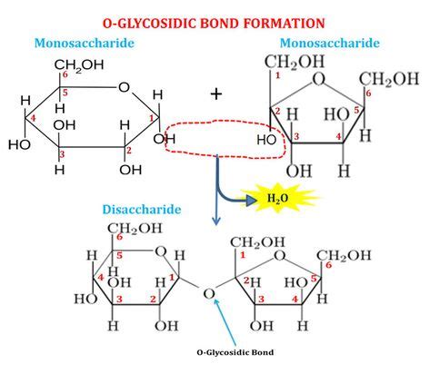 Disaccharides: Properties, Structure, Formation and Examples (Short ...