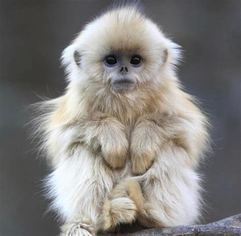 🔥 baby golden snub nosed monkey ... | Cute baby animals, Baby animals ...