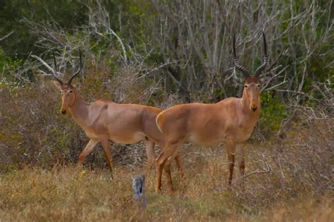 Hirola guide and conservation efforts