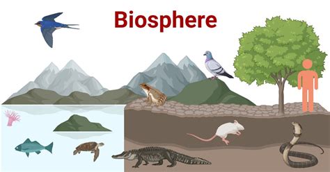 Biosphere: Origin, Components, Importance, Examples