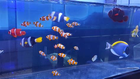 Ikan Hias Air Laut – Jaya Aquarium