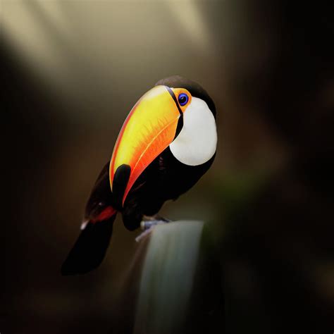 Beautiful Brazilian Toucan Photograph by Carol Pollice - Fine Art America