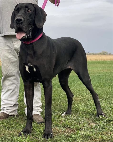 Euro Black AKC Male Great Dane Puppy - Great Dane Puppies for Sale in ...