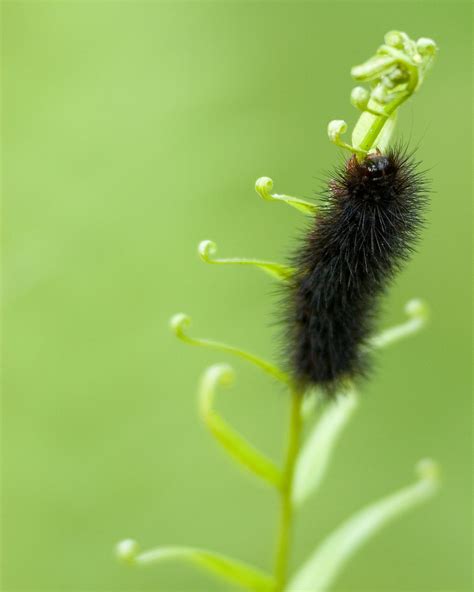 Black Fuzzy Caterpillar.tif | Meaghan Trust Photography