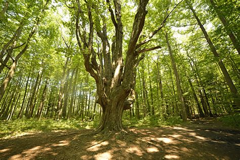 Elm Trees in the Chicago Area | Hendricksen Tree Care