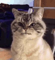 Angry Cat Triggered GIF - Angry Cat Triggered Ahhh - Discover & Share GIFs