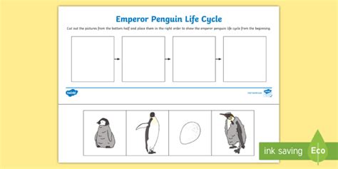 Emperor Penguin Life Cycle Worksheet (teacher made)