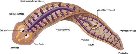 Planaria Diagram Cross Section