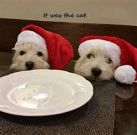 It wax the cat | Christmas animals, Christmas dog, West highland terrier