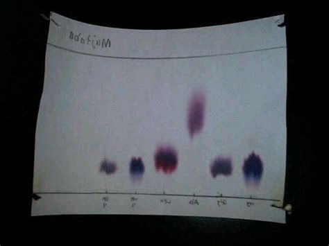 Paper Chromatography Experiment Report | Examples and Samples