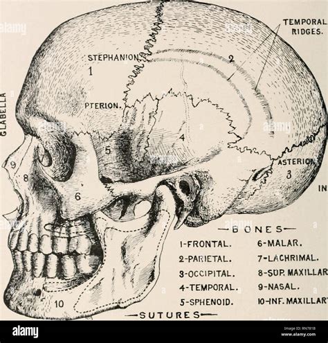 Asterion Skull