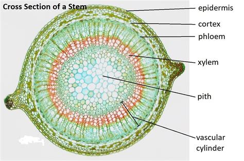 Ground Tissue System In Plants