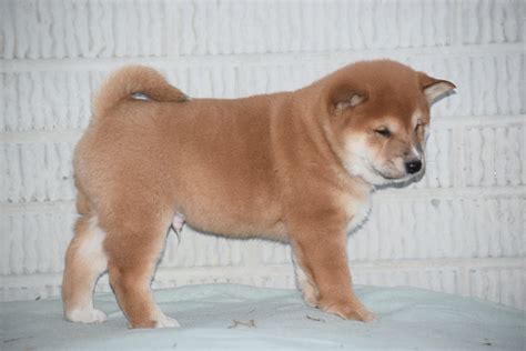 ACA Registered Shiba Inu Puppy For Sale Male Walter Fredericksburg, Oh ...