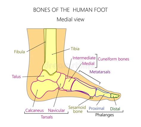 Anatomy_bones of the Human Foot Medial View Stock Vector - Illustration ...