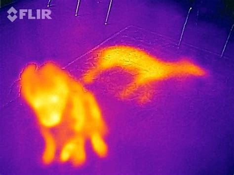 Trying Out the iPhone Infrared Camera: The FLIR One | WIRED