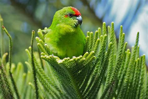 Norfolk Island: Protecting an ocean jewel - Invasive Species Council