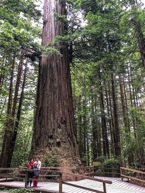 Klamath Trees of Mystery Brotherhood Tree-6325 | HilaryStyle