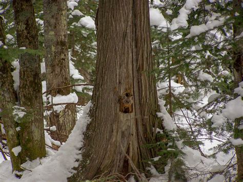 Endangered Marten Habitat at Sack Lake Hemlocks Conservation Area ...