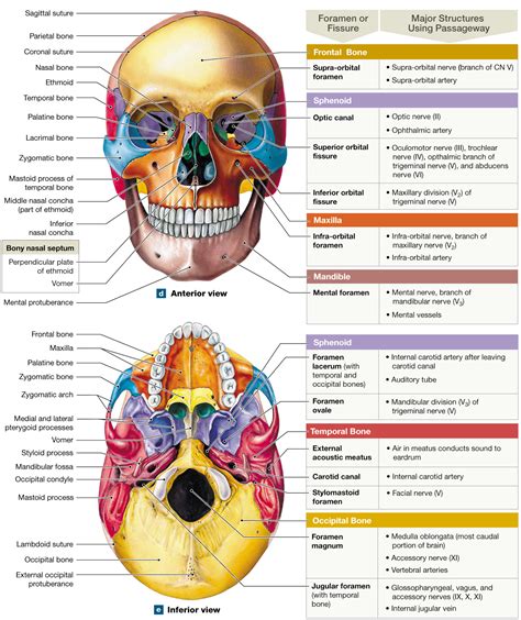 How Many Bones In The Face And Head : Occipital Bone Anatomy Function ...