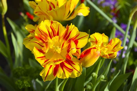 Yellow Flowers With Red Stripe Free Stock Photo - Public Domain Pictures