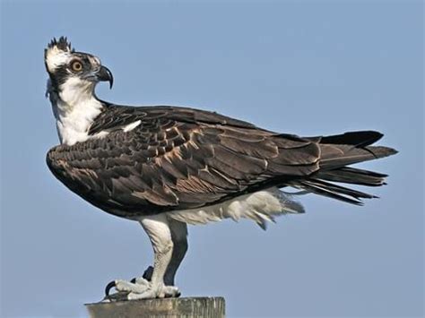 Picture Of An Osprey Bird - PictureMeta