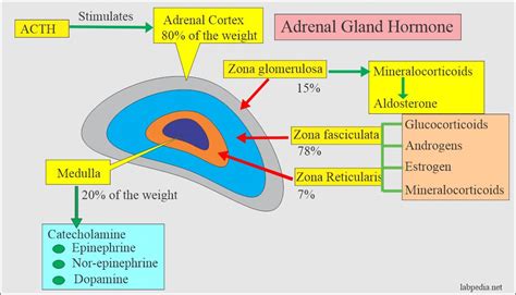 Adrenal medulla hormones function - atvamet