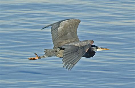 Great Blue Heron flying | Montana Audubon