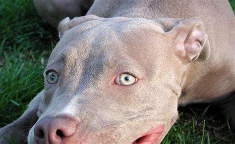 Blue fawn Pitbull- Blue Fawn Bully “COMPLETE” guide | Perros