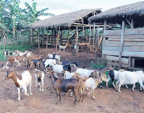 Goats: Selecting Cross-breeding Options – Harvest Money