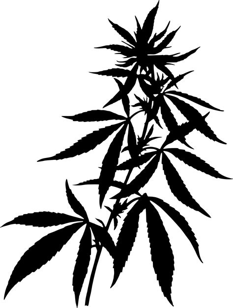 Marijuana clipart draw, Marijuana draw Transparent FREE for download on ...