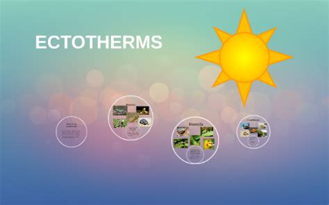 What is an ectotherm? by Rosie Lee on Prezi