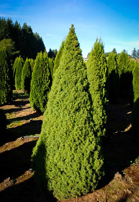 Dwarf Alberta Spruce For Sale Online | The Tree Center™