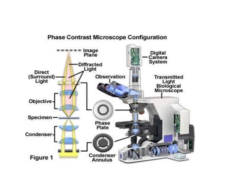 Phase contrast microscopy