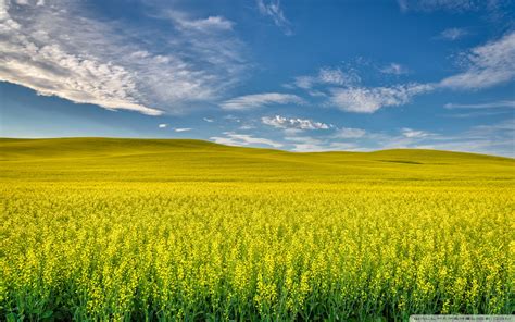 Yellow Canola Field Wallpapers - Wallpaper Cave