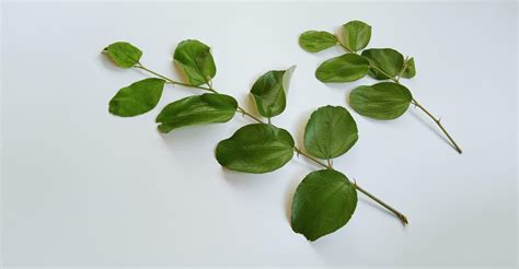 Daun Bidara or Ziziphus Mauritiana isolated on a white background ...