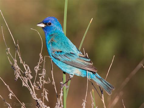 Indigo bunting - Simple English Wikipedia, the free encyclopedia