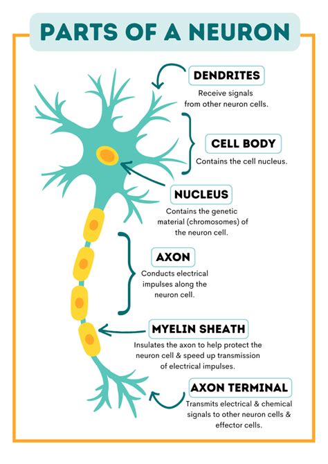 Neuron Structure And Function Diagram How To Draw Structure